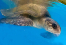 Nahida Turtle patient Nahida recovering in the small tank at the Rescue Centre. Image.