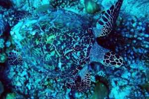 Snickerdoodle, hawksbill, adopted by Christiane for Sophia Hawksbill turtle, Muli Beyru, Meemu Atoll, Maldives. Image.