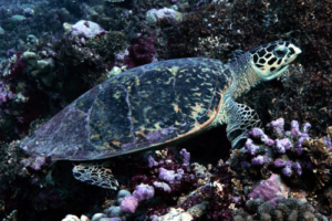 Stephy, hawksbill, adopted by Stefan for Andor Hawksbill, Kurethi, Laamu Atoll, Maldives. Image.