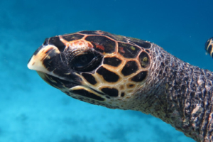 Tilly, hawksbill, adopted by Benjamin Thompson for Tilly Hawksbill, Gemana Faru, Raa Atoll, Maldives. Image.