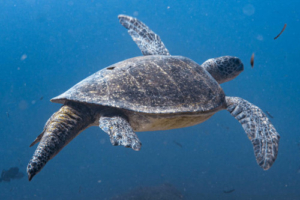 Greenie, green turtle, adopted by Emanuel and Theodor Green turtle, swimming in the blue, Hithadhoo Corner, Laamu Atoll, Maldives. Image.