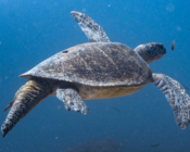Green turtle, swimming in the blue, Hithadhoo Corner, Laamu Atoll, Maldives. Image.
