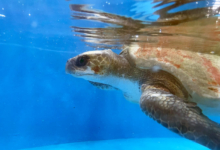 Anaa Turtle patient Anaa, left side, recovering in the tank at tank at the Rescue Centre. Image.