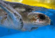 Anaa, Released Turtle patient Anaa, right side, recovering in the tank at tank at the Rescue Centre. Image.