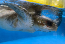 Anaa Turtle patient Anaa, right side, recovering in the tank at tank at the Rescue Centre. Image.
