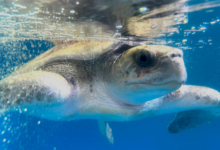 Anaa Turtle patient Anaa recovering in her tank at the Rescue Centre. Image.
