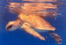 Anaa Turtle patient Anaa recovering in her tank at the Rescue Centre. Image.