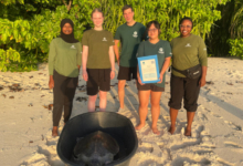 Anaa Anaa´s release, June 2025