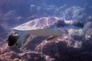 Timmy, green turtle, adopted for McKenzie Green turtle swimming, Hithadhoo Inside, Laamu Atoll, Maldives. Image.