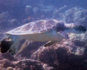 Green turtle swimming, Hithadhoo Inside, Laamu Atoll, Maldives. Image.