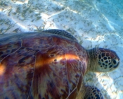Green turtle swimming over seagrass, Dhuni Kolhu House Reef, Baa Atoll, Maldives. Image.