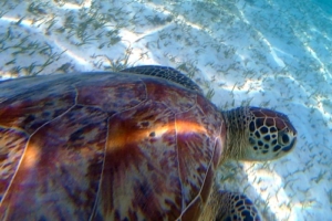 Kaira, green turtle, adopted by Anita & Robert Sutter Green turtle swimming over seagrass, Dhuni Kolhu House Reef, Baa Atoll, Maldives. Image.