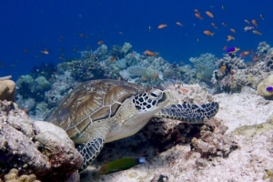 Stitch, green turtle, adopted Green turtle resting on the reef, Aquarium, Lhaviyani Atoll, Maldives. Image.