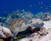 Green turtle resting on the reef, Aquarium, Lhaviyani Atoll, Maldives. Image.