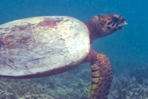 Serge, hawksbill, adopted by Serge Hawksbill turtle in seagrass meadow, Seagrass AB, Laamu Atoll, Maldives. Image.