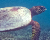 Hawksbill turtle in seagrass meadow, Seagrass AB, Laamu Atoll, Maldives. Image.