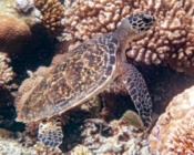 Hawksbill turtle on the reef, Laama Faru Haa, Laamu Atoll, Maldives. Image.