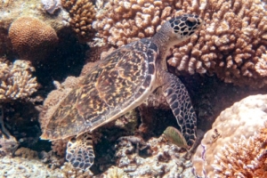 Foxy, hawksbill, adopted for Emanuel Hawksbill turtle on the reef, Laama Faru Haa, Laamu Atoll, Maldives. Image.