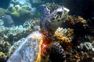 Hawk Thuva, hawksbill, adopted for Thuva Hawksbill turtle, Bageechaa, Laamu Atoll, Maldives. Image.