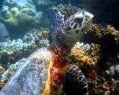Hawksbill turtle, Bageechaa, Laamu Atoll, Maldives. Image.