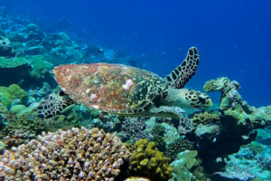 Sydney, hawksbill, adopted by Colin, Camilla, Emily, Edward & William Hawksbill turtle swimming over the reef, Fushi Kandu, Laamu Atoll, Maldives. Image.