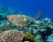 Hawksbill turtle swimming over the reef, Fushi Kandu, Laamu Atoll, Maldives. Image.
