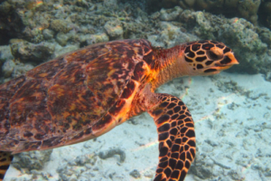 Waffle, hawksbill, adopted by Claire Hawksbill turtle, Eriyadu, North Male, Maldives. Image.