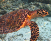 Hawksbill turtle, Eriyadu, North Male, Maldives. Image.