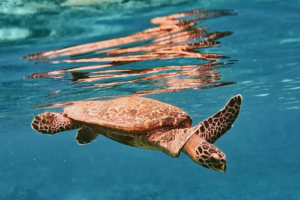 Jormungandr, hawksbill, adopted by Prainn Hawksbill turtle swimming down from the surface, Fulidhoo Beyru, Vaavu Atoll, Maldives. Image.