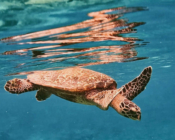 Hawksbill turtle swimming down from the surface, Fulidhoo Beyru, Vaavu Atoll, Maldives. Image.