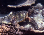 Hawksbill turtle resting on the reef, Fulidhoo Beyru, Vaavu Atoll, Maldives. Image.