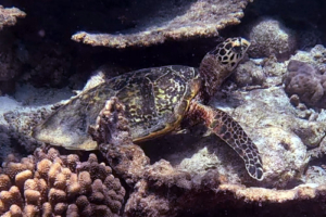 Gisli, hawksbill, adopted for Gisli Hawksbill turtle resting on the reef, Fulidhoo Beyru, Vaavu Atoll, Maldives. Image.