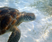 Green turtle swimming over seagrass meadow, Dhuni Kolhu House Reef, Baa Atoll, Maldives. Image.
