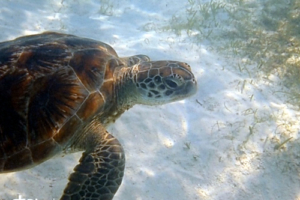 Mina, green turtle, adopted by Thorsten Albrecht Green turtle swimming over seagrass meadow, Dhuni Kolhu House Reef, Baa Atoll, Maldives. Image.