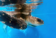 Vindhu Turtle patient Vindhu recovering the tank at the ORP Rescue Centre, Maldives. Image.