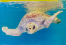 Vindhu Adopt turtle patient Vindhu. Image.