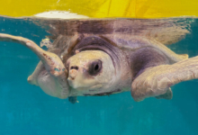 Vindhu Adopt sea turtle patient Vindhu to support her recovery. Image.