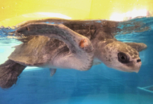 Vindhu Turtle patient Vindhu in his tank at the Rescue Centre. Image.