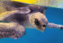 Vindhu Turtle patient Vindhu in his tank at the Rescue Centre. Image.