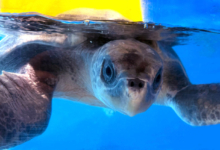 Adopt Vindhu Turtle patient Vindhu recovering in his tank at the Rescue Centre. Image.