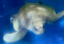 Vindhu Turtle patient Vindhu swimming underwater in his tank, Image.