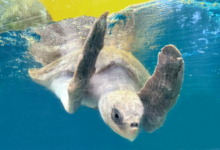 Vindhu Adopt turtle patient Vindhu. Image.