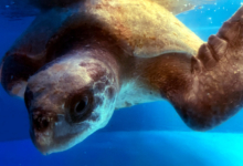 Dharifulhu Turtle patient Dharifulhu recovering in her tank at the Rescue centre. Image.