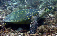 Burt the Turt, hawksbill, adopted by Mariella de Soissons Hawksbill turtle on a reef, Jadini, Kenya. Image.