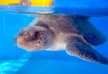 Theen, Released Turtle patient Theen recovering in her tank at the Rescue Centre, May 2025. Image.