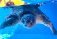 Theen Turtle patient Theen recovering in her tank at the Rescue Centre. Image.