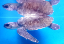 Theen Turtle patient Theen in her tank at the Rescue Centre. Image.