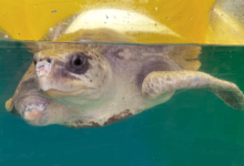 Dharifulhu Turtle patient Dharifulhu recovering in her tank at the Rescue Centre, Image.