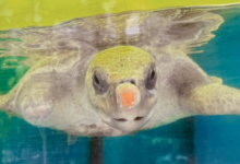 Dharifulhu Adopt turtle patient Dharifulhu. Image.