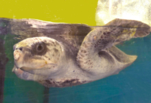 Dharifulhu Adopt sea turtle patient Dharifulhu to support her recovery. Image.